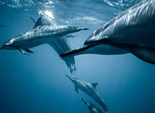 凉山队射手王徐元绩喊话家乡球迷继续加油